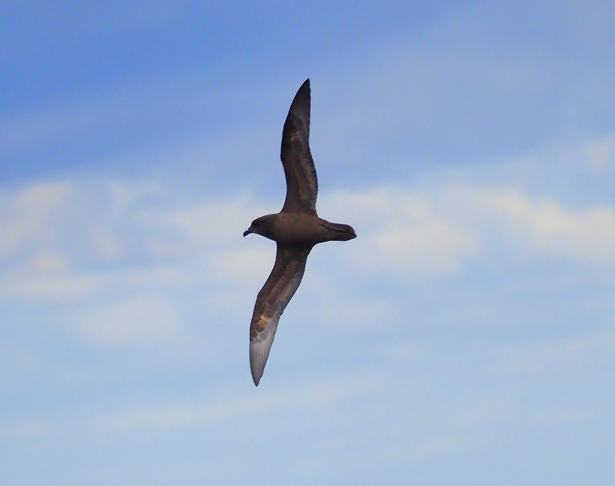 image Great-winged Petrel